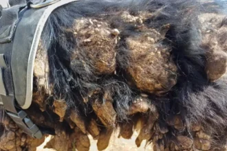 1 neglected dog and 2 cats saved by Kortenaken De Zorghoeve 