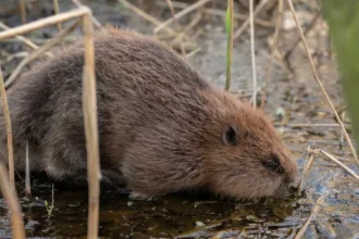 100+ beavers in Flemish Brabant cause flooding, Dehaene reacts