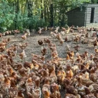 1,100 animals rescued to the Heusden-Zolder shelter