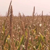 EU aid for farmers after drought damages crops in Europe