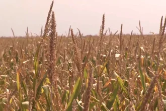 EU aid for farmers after drought damages crops in Europe