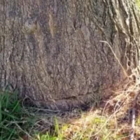 2 old trees destroyed in Ronse city park, Foulon responds