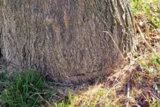 2 old trees destroyed in Ronse city park, Foulon responds