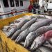 France insists on fishing rights in UK waters post-Brexit