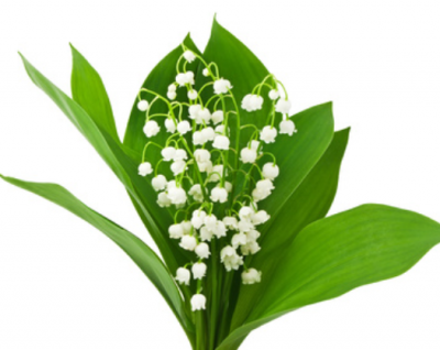 Lily of the valley: the official French labour day flower