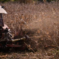 An,Old,Red,Tractor,Chopping,Corn,In,The,Field.,Mechanized