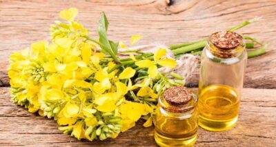 Why Is Canola Oil Banned In Europe and What Is Substitutes Of Canola Oil?