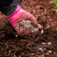 Gardener,Adding,Chicken,Manure,Pellets,To,Soil,Ground,For,Planting