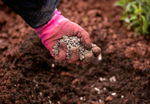Gardener,Adding,Chicken,Manure,Pellets,To,Soil,Ground,For,Planting
