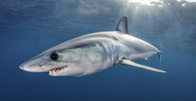 The urgent need for conservation of shortfin mako sharks in the South Atlantic