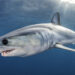Short,Fin,Mako,Shark,Swimming,Just,Under,The,Surface,,Offshore,
