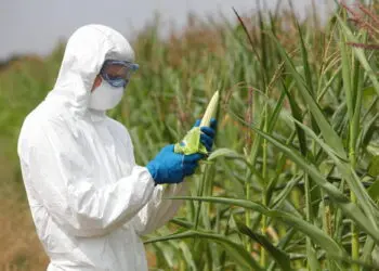 Gmo,profesional,In,Uniform,Goggles,mask,And,Gloves,Examining,Corn,Cob,On