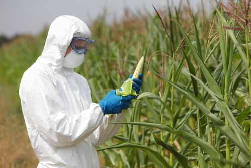 Gmo,profesional,In,Uniform,Goggles,mask,And,Gloves,Examining,Corn,Cob,On