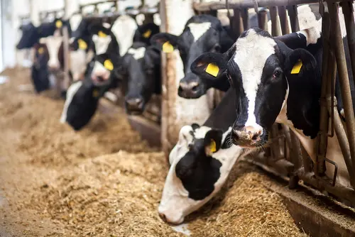Cows,On,Farm.,Black,And,White,Cows,Eating,Hay,In