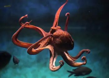 Common,Octopus,(octopus,Vulgaris).,Wildlife,Animal.