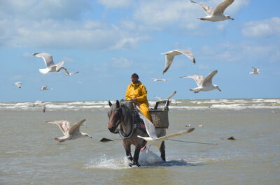 The ‘horse-fisherman’ of East Dunkirk