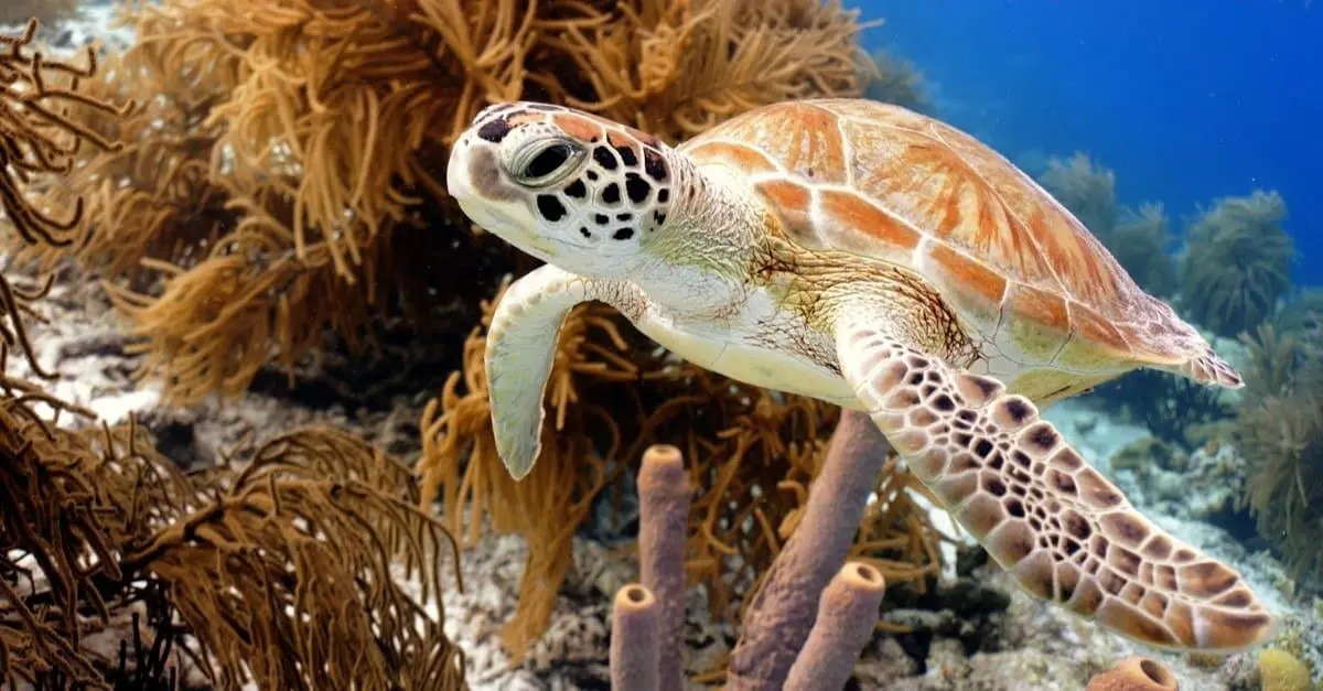 Do Turtles Have Teeth?