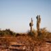 Chihuahuan Desert in Texas. Credit: Yigithan Bal/Pexels