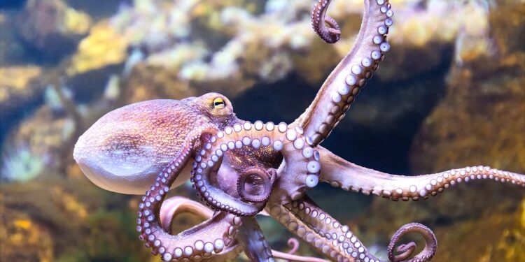 Do Octopus Have Teeth? A Comprehensive Guide - Brussels Morning Newspaper