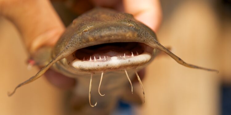 Do Catfish Have Teeth?