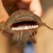 Do Catfish Have Teeth?