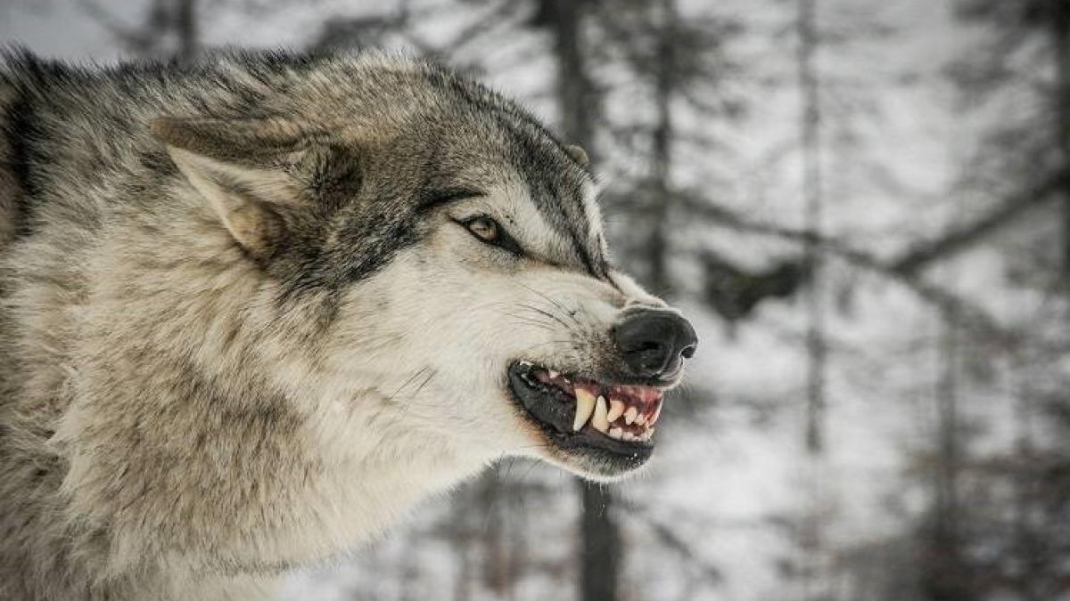 wolf fangs