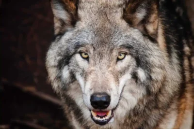 How Many Teeth Do Wolves Have? Dental Facts Of Wolf