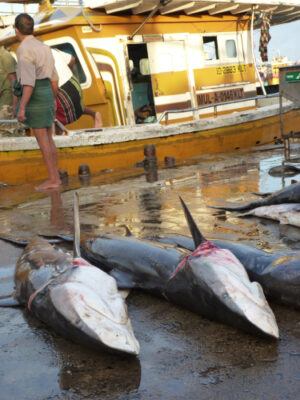 The Urgent Need for the EU to Ban the Trade of Shark Fins