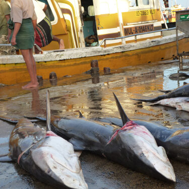 Beruwala, Sri Lanka - October 4, 2010: Sharks lie on the pier near the fish market.