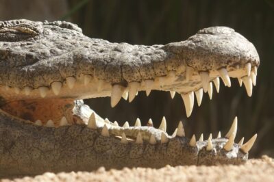 How Many Teeth Do An Alligator Have? Dental Guidance Of An Alligator