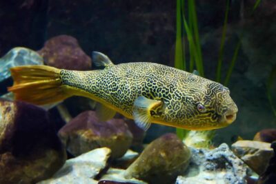 Do Puffer Fish Have Teeth? A Comprehensive Guide