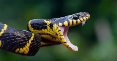 Does A Snake Have Teeth? Dental Structure Of Snake