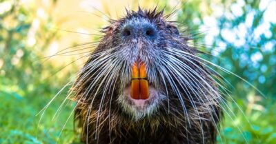 Why Are Beaver Teeth Orange? Interesting Facts About It