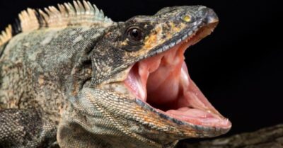 Do Iguanas Have Teeth? Facts About Their Teeth