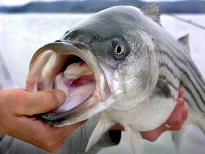 Do Bass Have Teeth? Dental Anatomy Of Bass