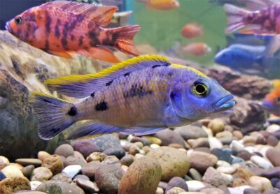 Do African Cichlids Have Teeth? Exploring The Toothsome Secrets 