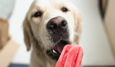 Is Ice Bad For Dogs’ Teeth? A Comprehensive Guide