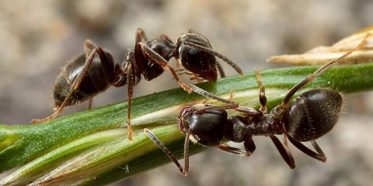 How Does An Ant Infestation Affect Your Health? – UUKAMV