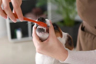 Do Bully Sticks Clean Teeth? Good For Dog Teeth