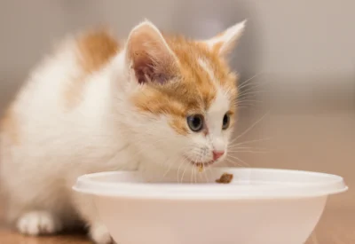 What To Feed A Cat With No Teeth? Food Options For Cat