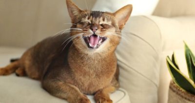 Why Are My Cats Teeth Yellow? Causes And Symptoms