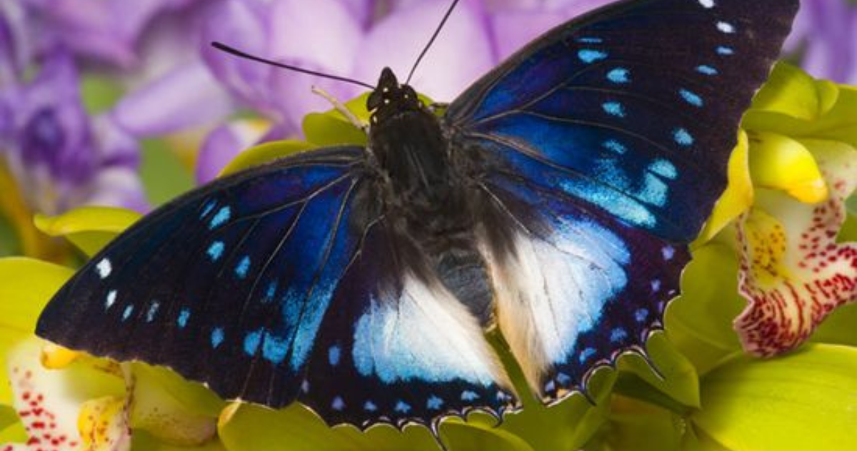 Do Butterflies Have Teeth? A Detail Guide Top Globe News