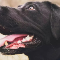 Are Dog Teeth Stronger Than Human Teeth