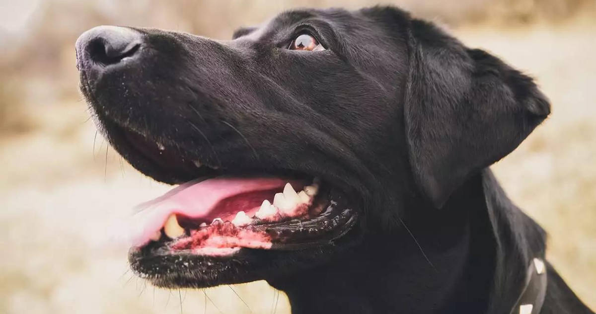 Are Dog Teeth Stronger Than Human Teeth