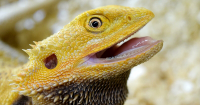 Do Skinks Have Teeth? Exploring The Mystery