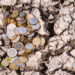 A heap of euro coins lie on the dry ground.