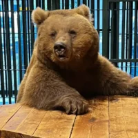 23-year-old Trishka Bear rescued by Oudebergen Rescue Centre