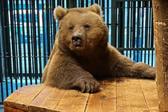 23-year-old Trishka Bear rescued by Oudebergen Rescue Centre
