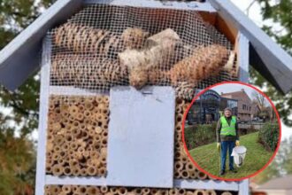 26,000 Mooimakers volunteers collect 1,100 tons in Flanders