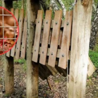 2nd Pelt poultry farm evacuated as bird flu spreads in Limburg